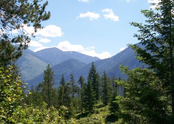 forested mountains in the background with large green conifers in the foreground.