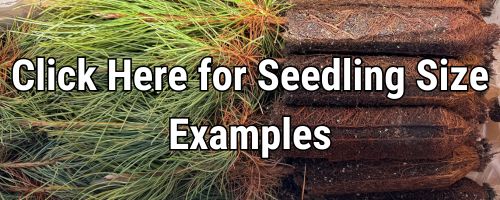 seedling-sizes-1.jpg