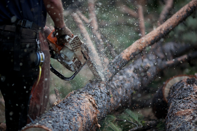 Person cutting tree with chainsaw.