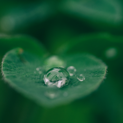 water on a leaf