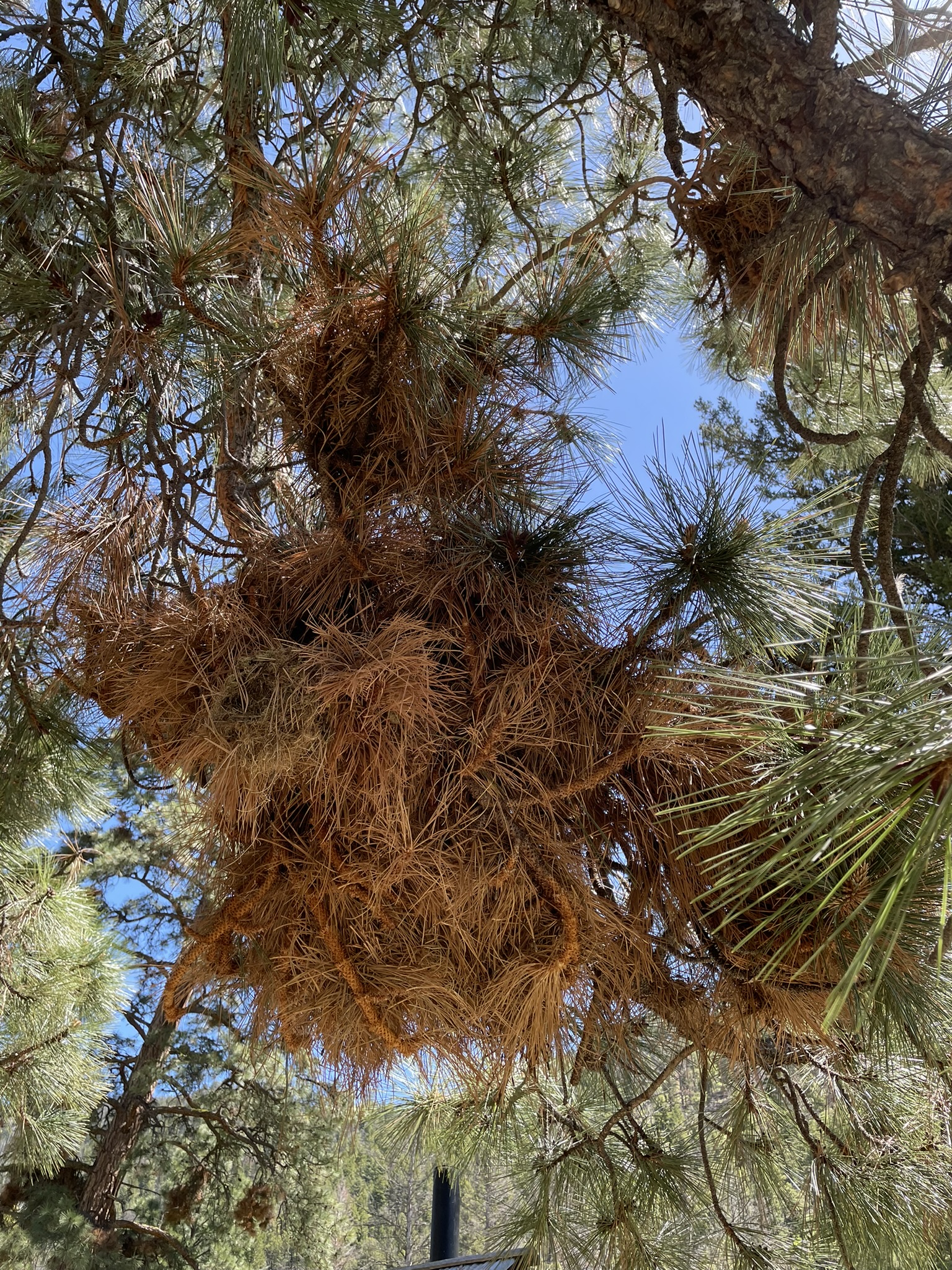 Elytroderma broom