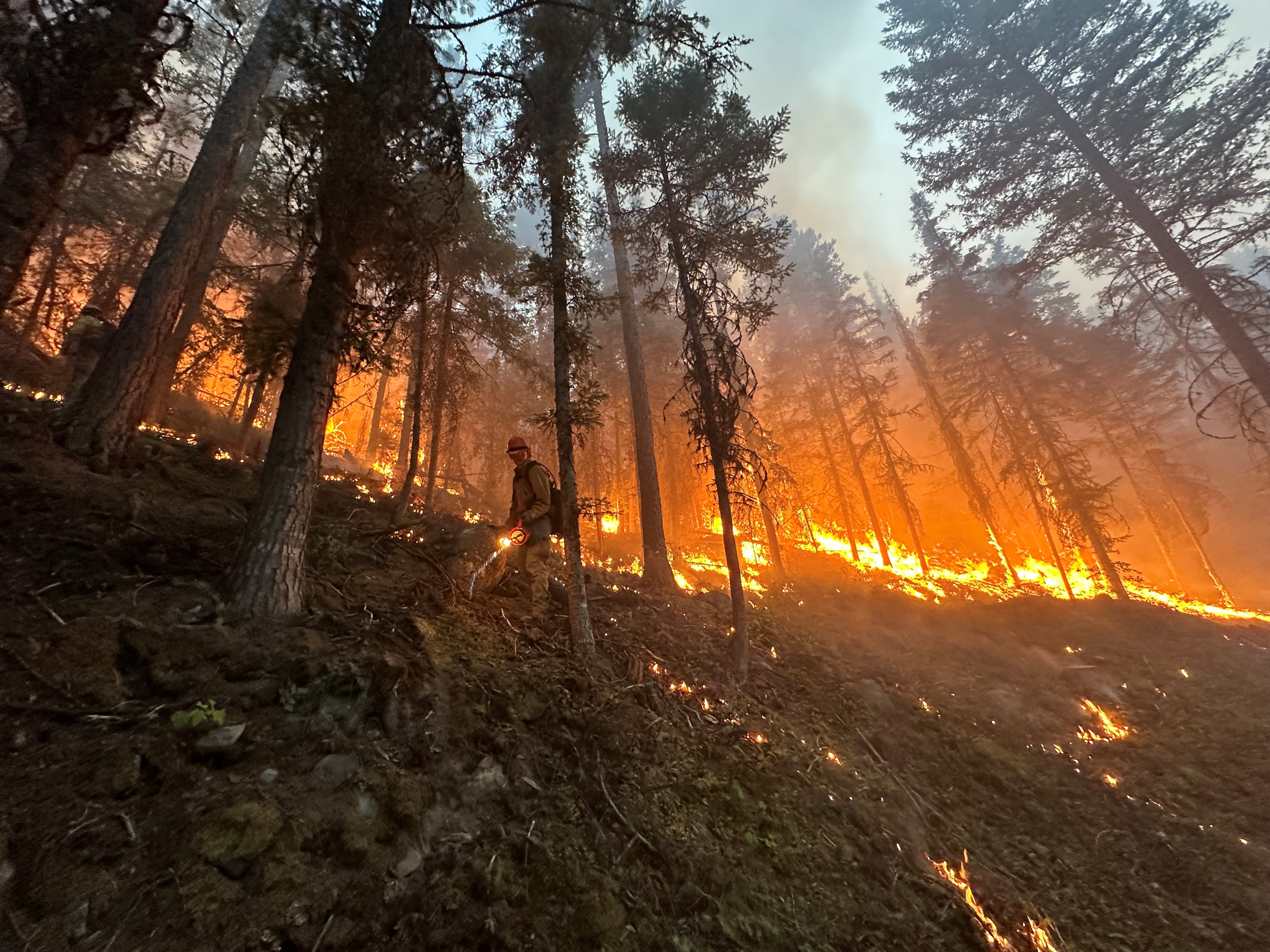 Low-angle view inside a dense conifer forest on a steep slope during an active wildfire operation, showing a single firefighter in full wildland gear and helmet standing near the bottom left, holding a lit drip torch while an organized line of low but intense orange flames advances across the forest floor from left to right, with smoke and glowing light filtering through the tall trees.