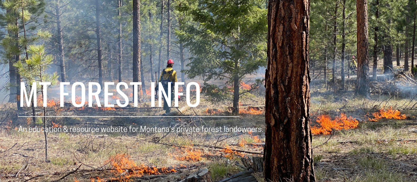 Fire professionals conducing a prescribed burn in a ponderosa pine forest