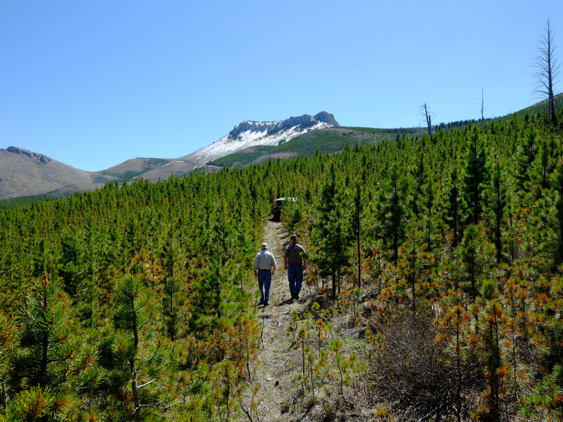 landowners walking in a regeneration of lodgepole