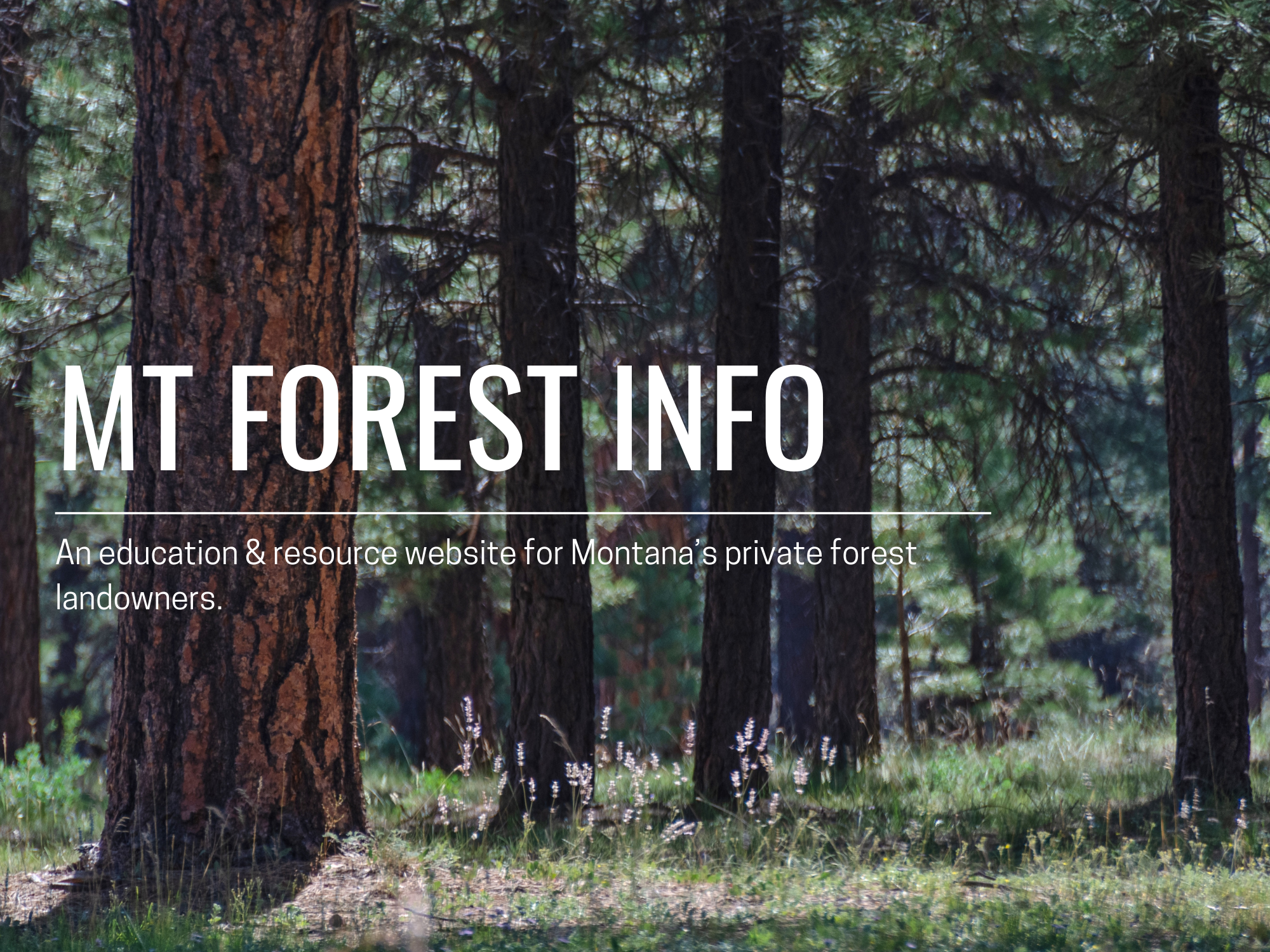 open ponderosa pine stand with sun shinning through and MT Forest Info written overtop