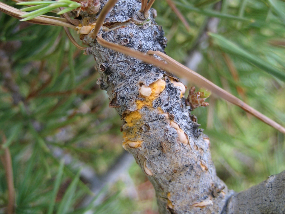 Front of a Forest Insect and Disease Leaflet of Douglas fir beetle with beetle gallery 