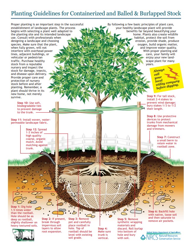 Planting Guidelines for Containerized and Balled and Burlapped Stock 