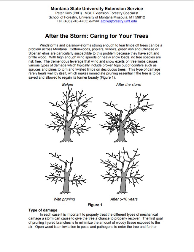 Front cover of After the Storm: Caring for Your Trees