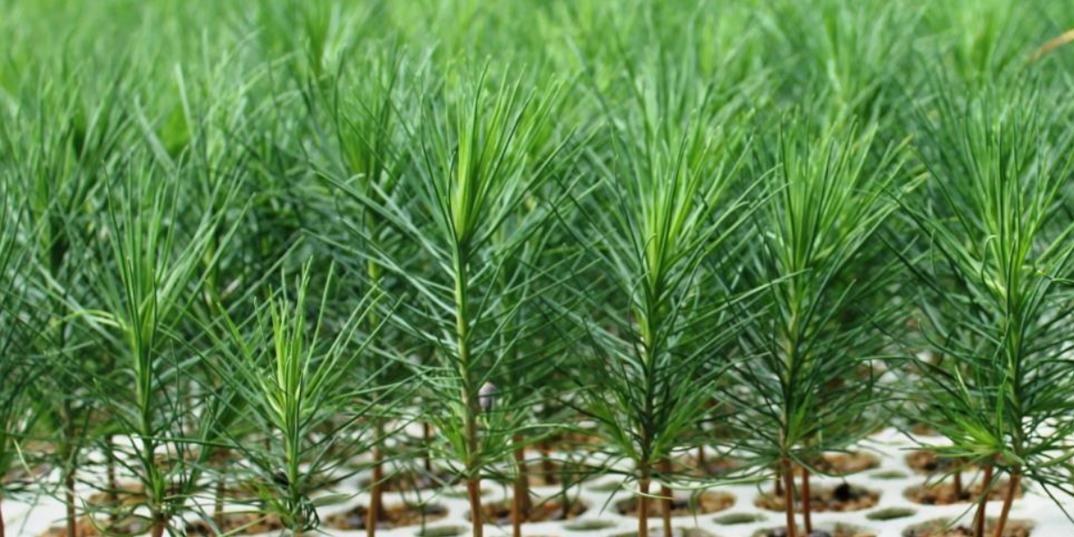 Picture of tree saplings in containers 