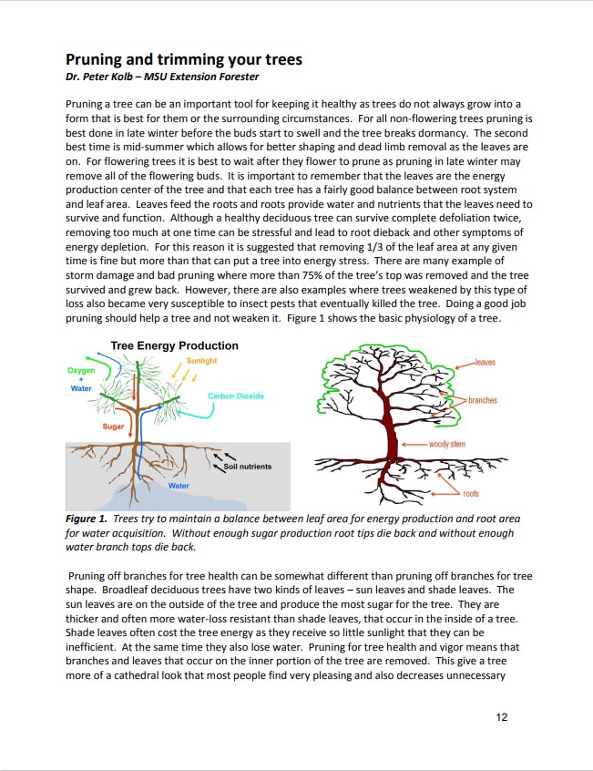 Front cover of pruning trees document