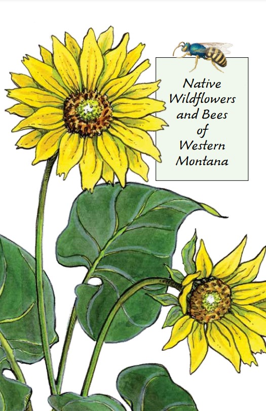 Front cover of native wildflowers and bees of western montana with bee and sunflower illustration