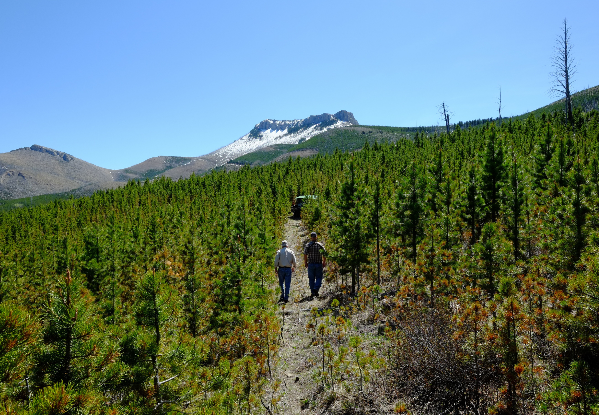 Landowners walking through lodgepole regeneration forest