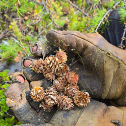 Old leather gloves holding pine cones