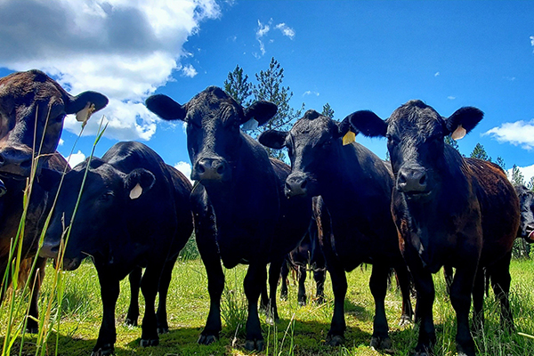 Photo of cows