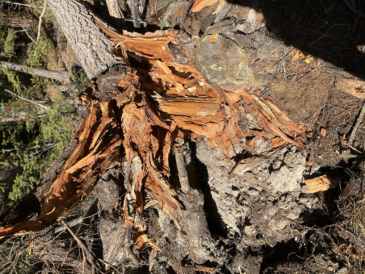 Root diseased tree blown down