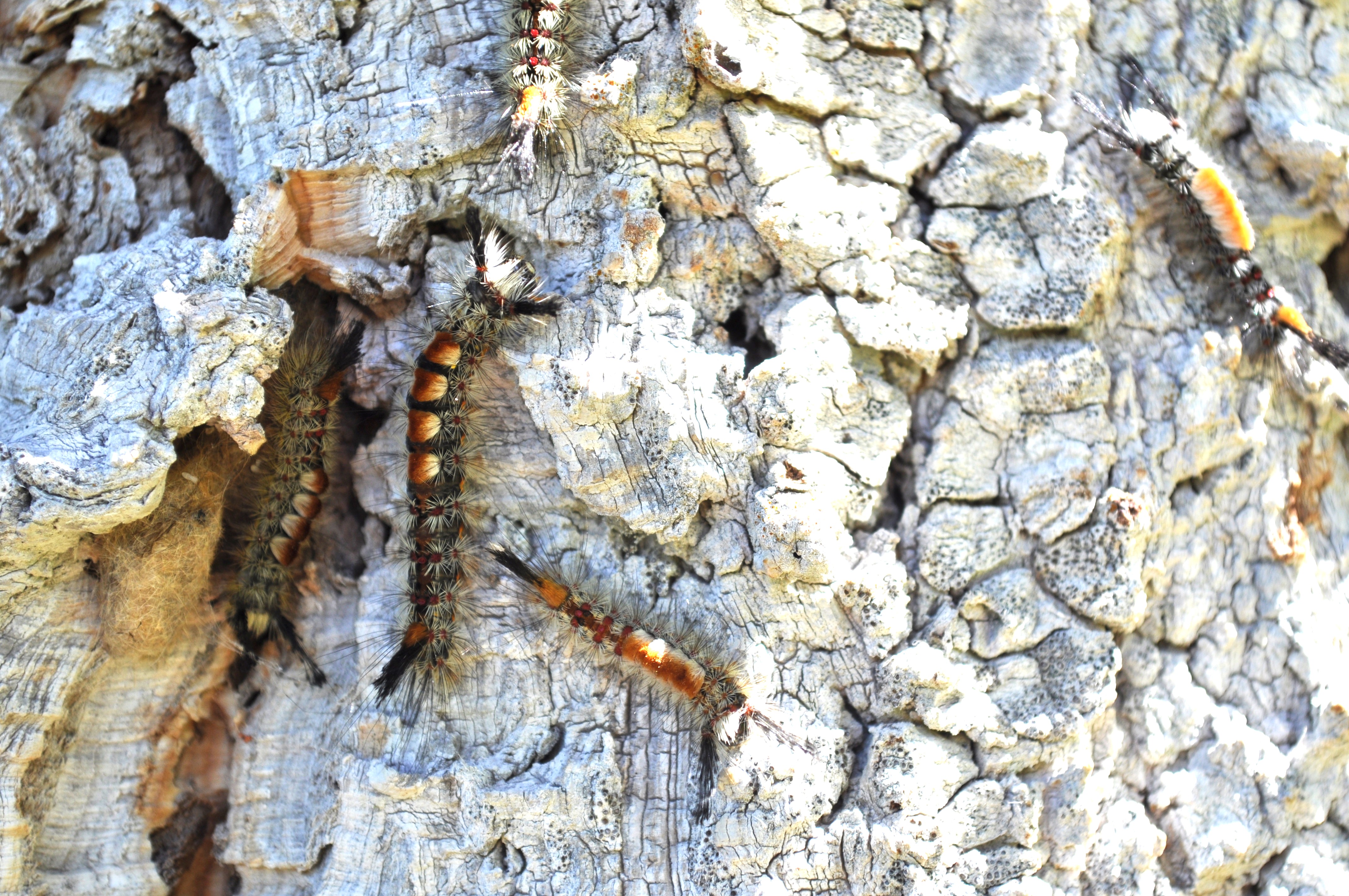 Douglas-fir tussock moth caterpillars