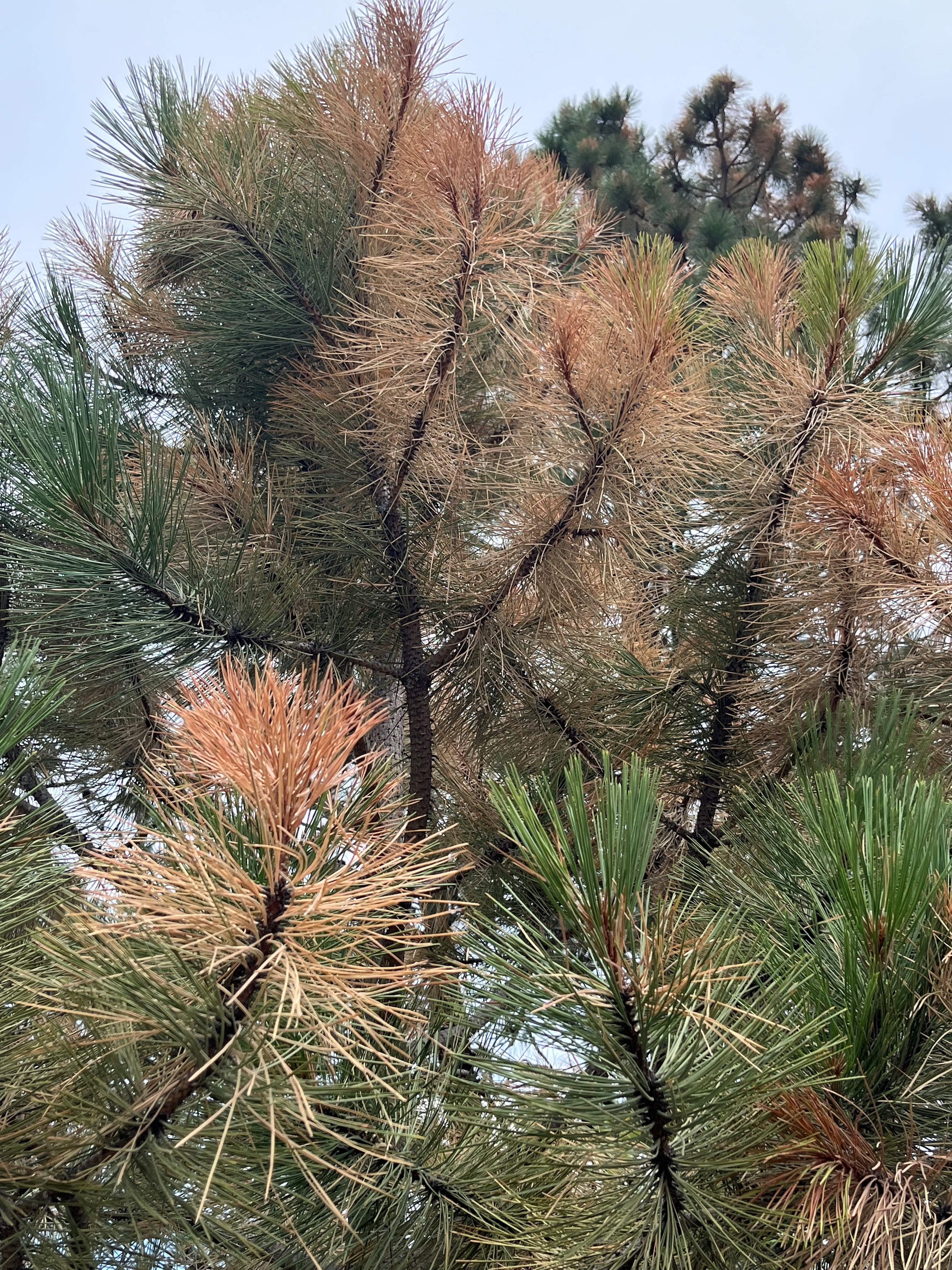 Diplodia on ponderosa cone
