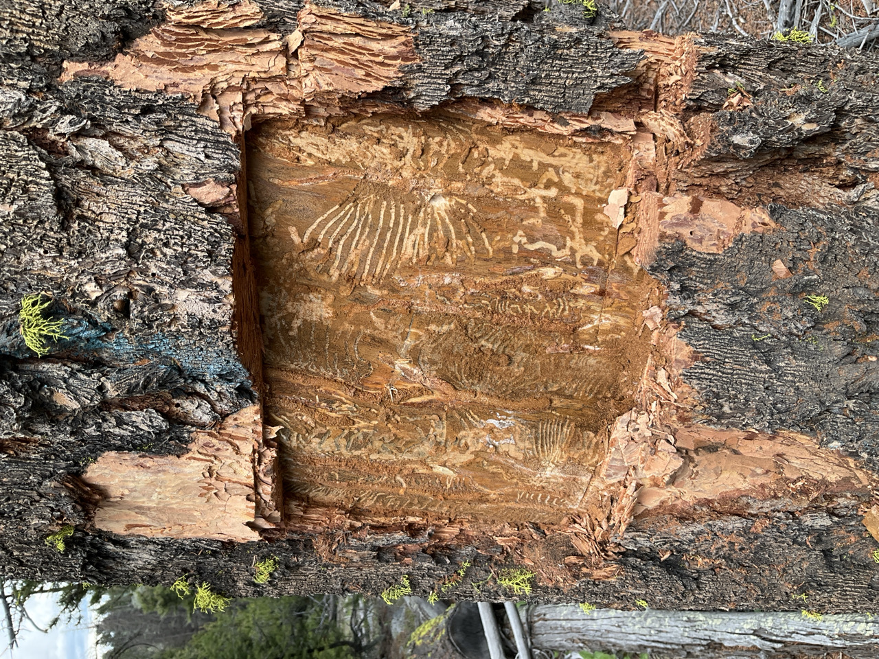 Douglas-fir beetle galleries