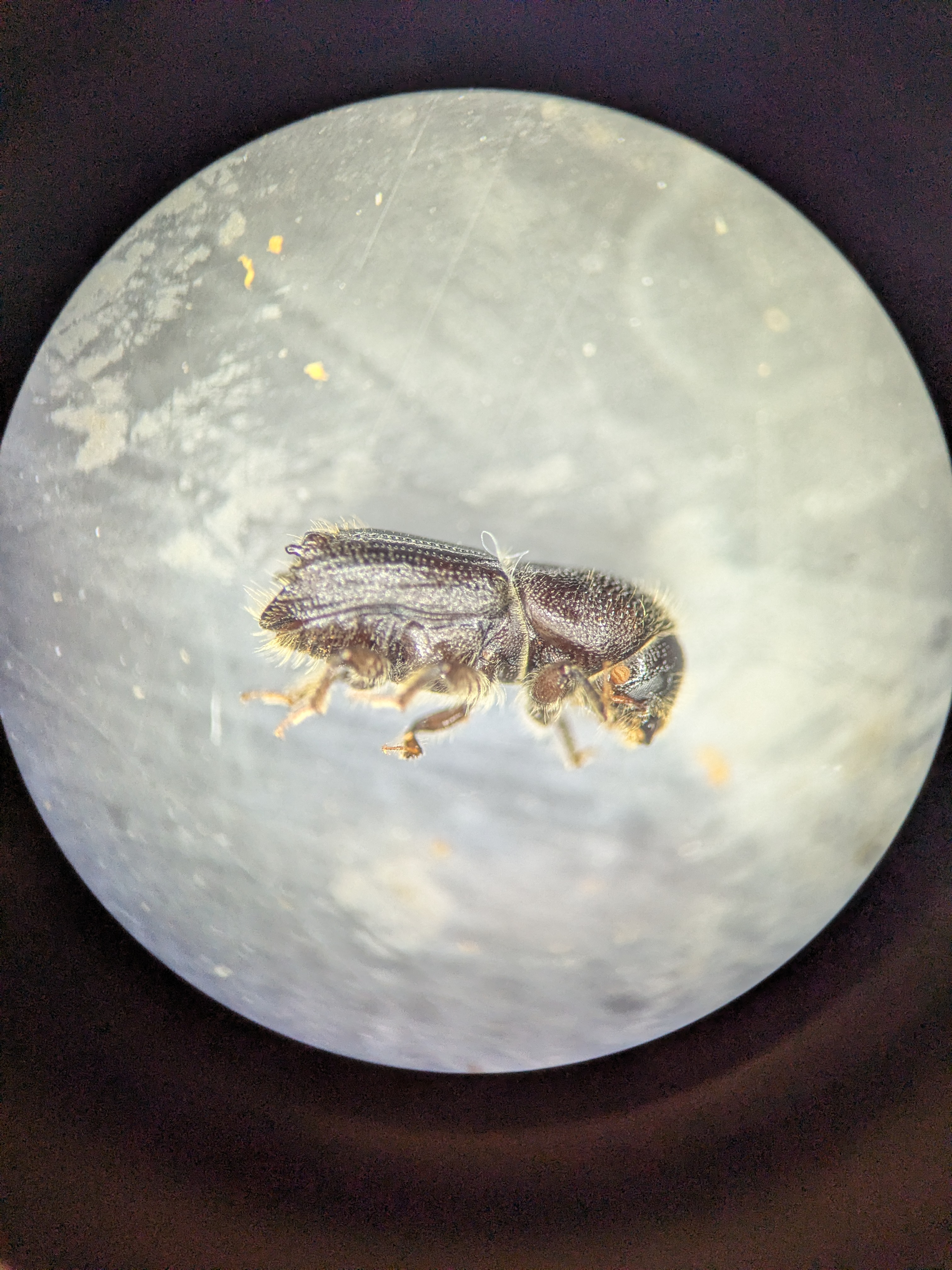 Ips beetle