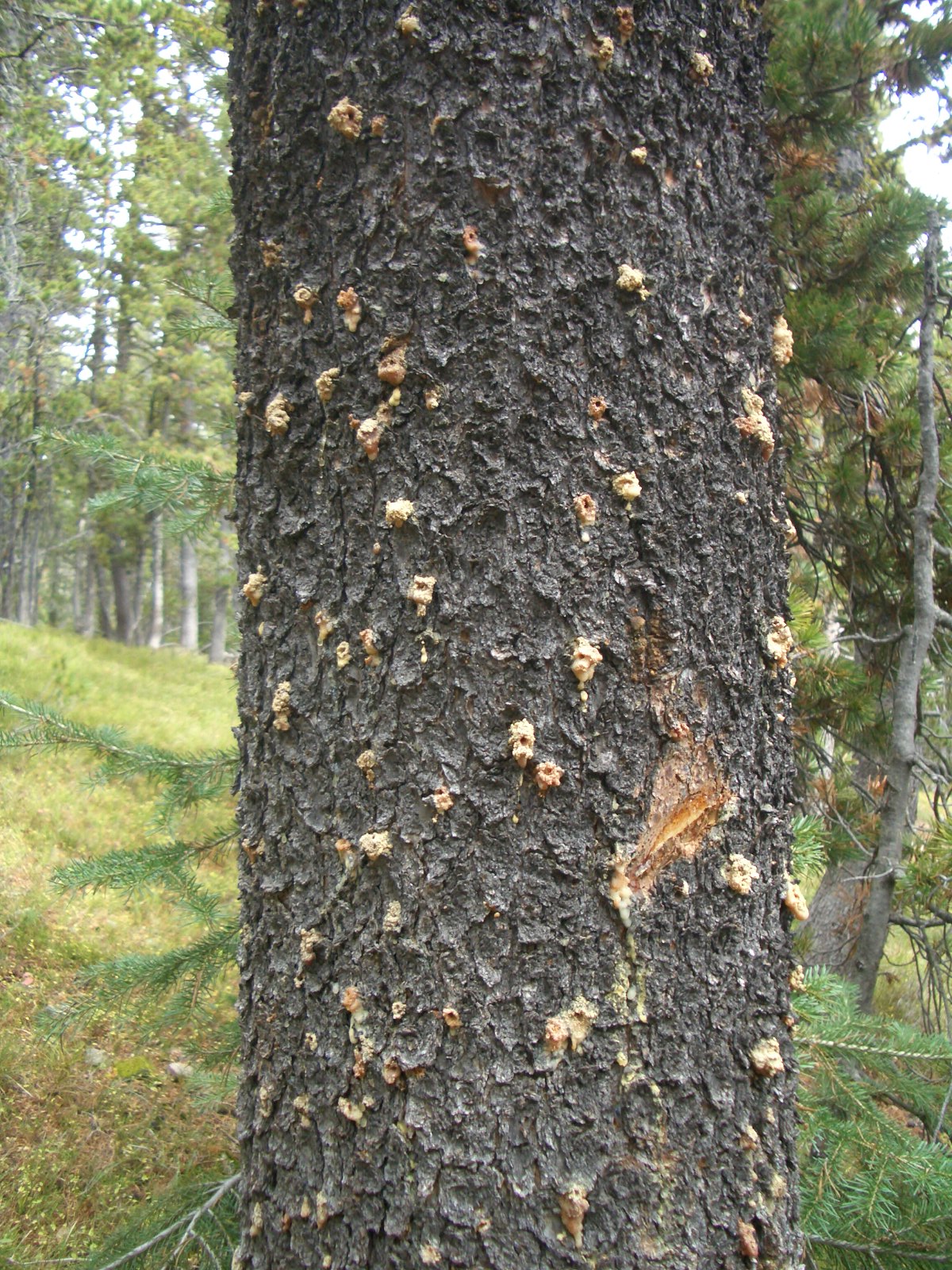 Mountain pine beetle pitch tubes