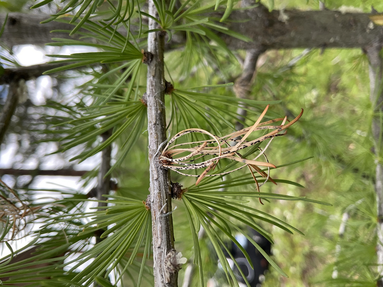 Larch needle blight