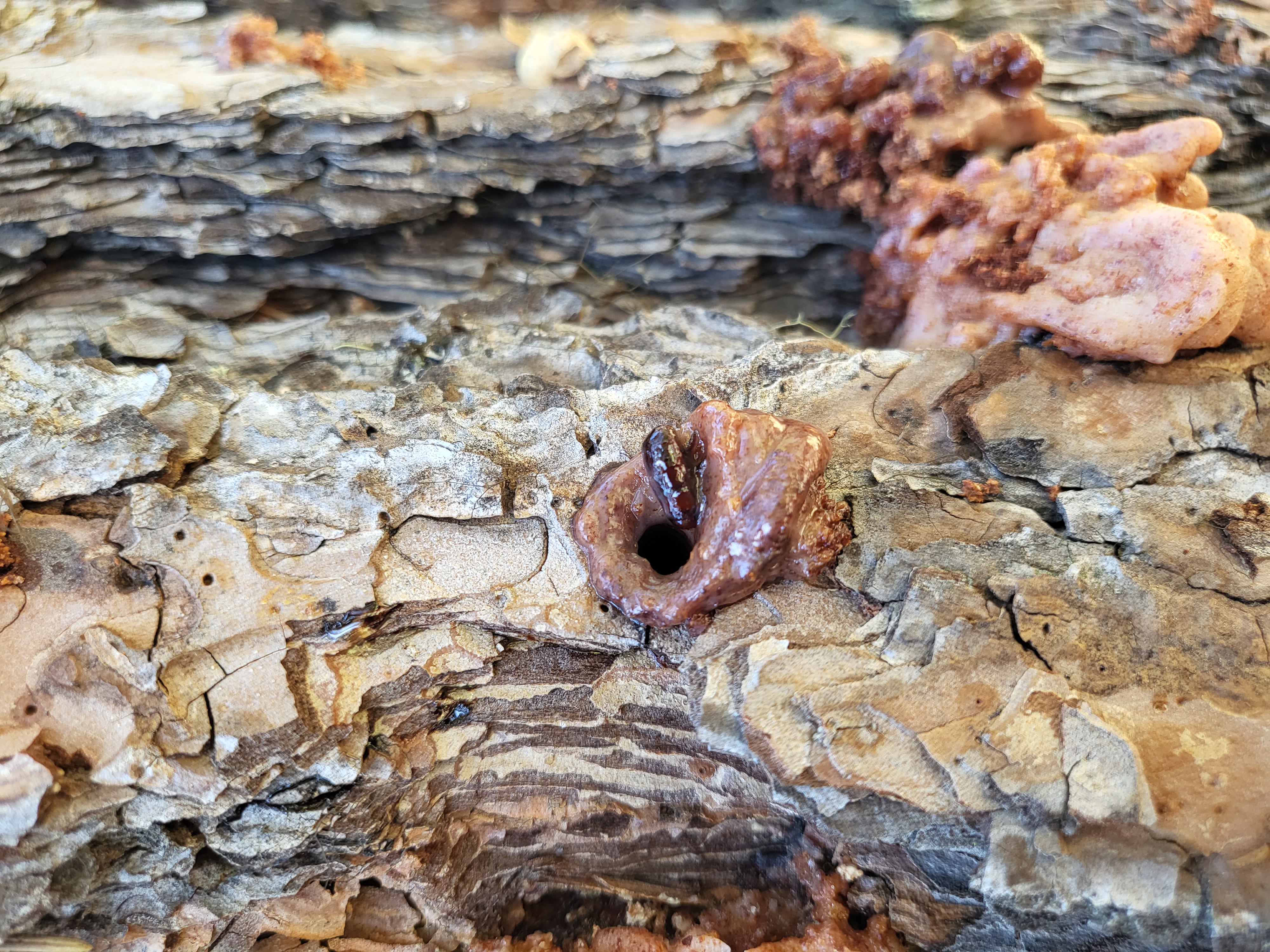 Red turpentine beetle stuck in pitch tube
