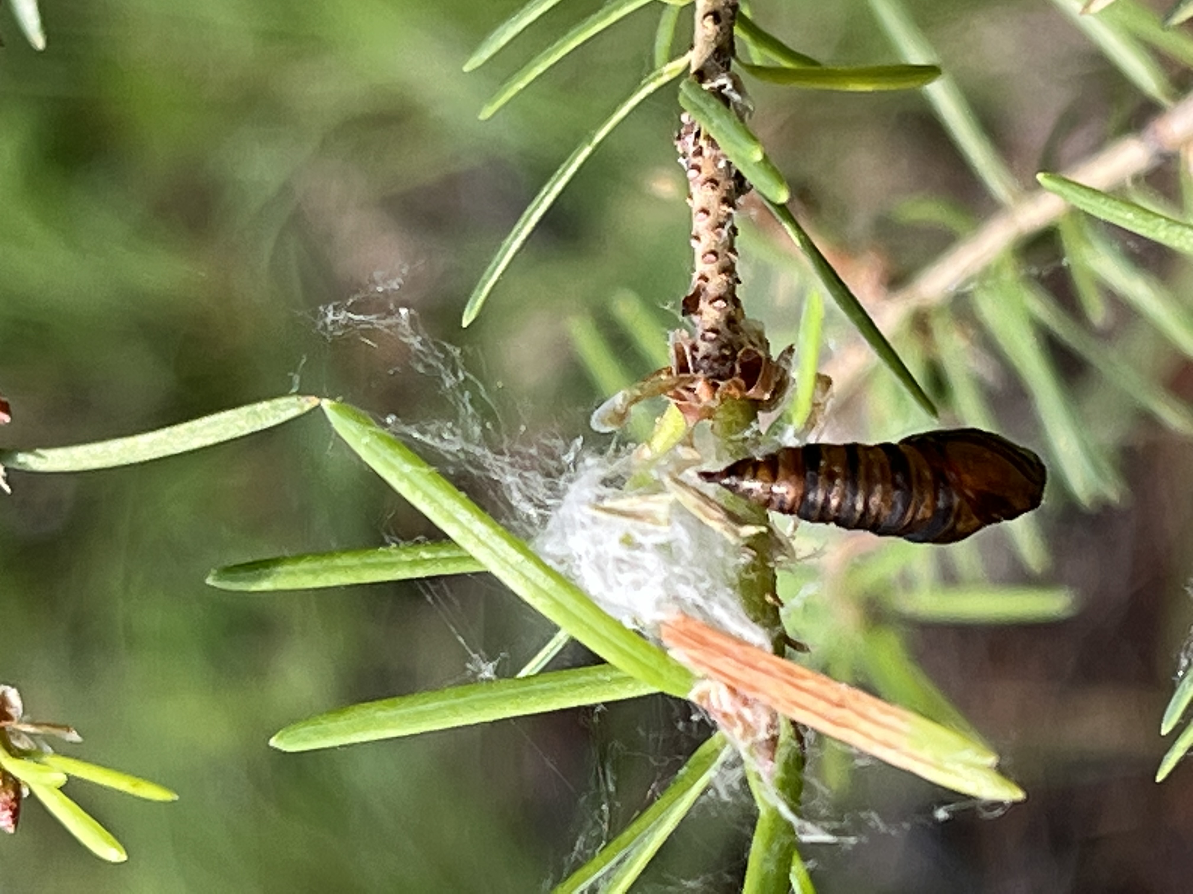 Western spruce budworm pupal case