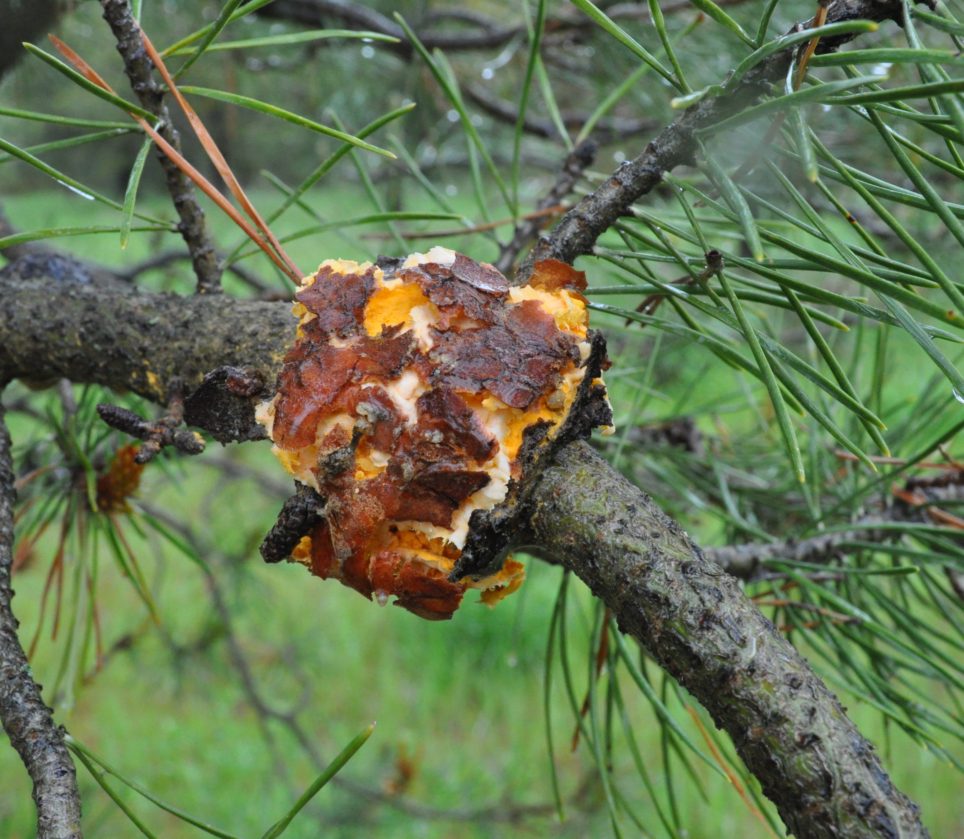 Western gall rust 