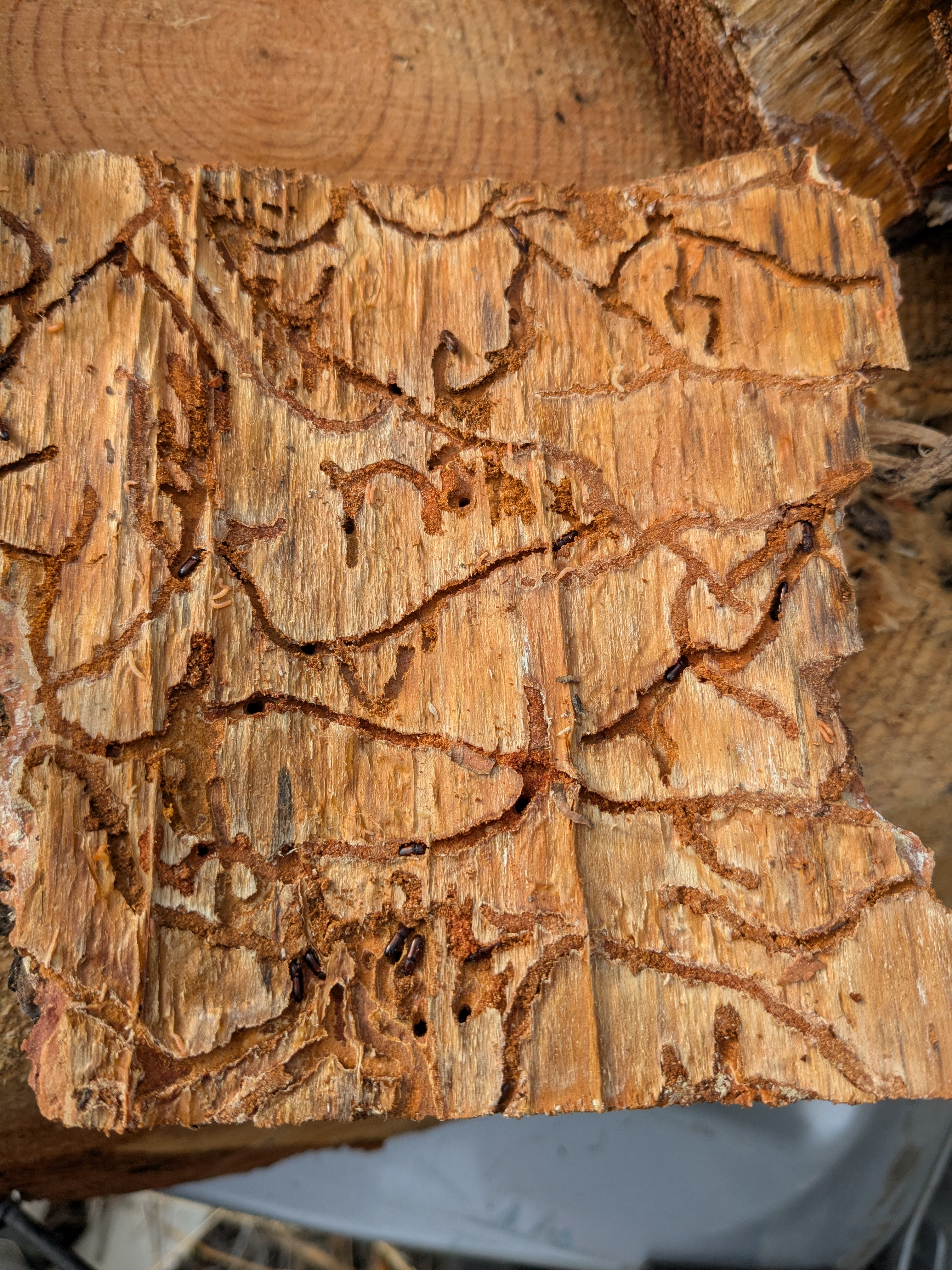 Western pine beetle galleries