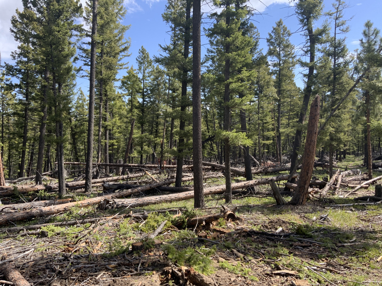 Photos of Timber Stand before Timber Sale on Colorado Gulch