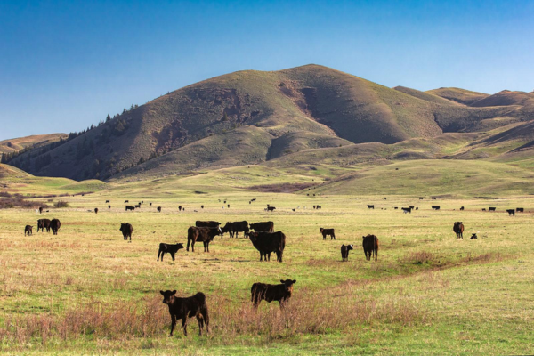 Cattle in summer field
