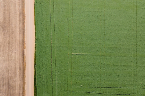 Green, fertilized fields