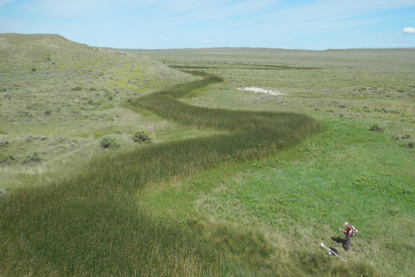 Man holds scientific equipment near reed-filled streambed
