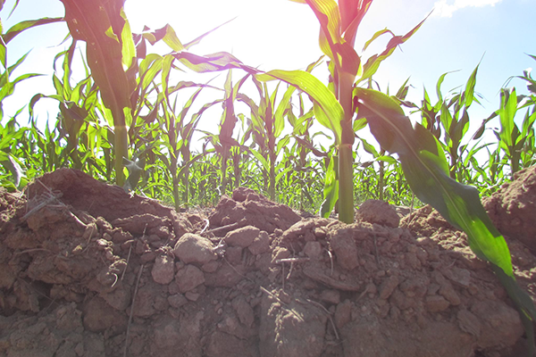 Corn Soil Profile