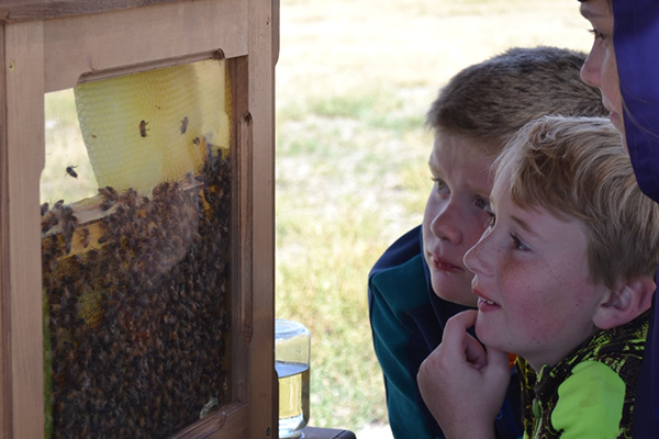 Kids looking at beehive