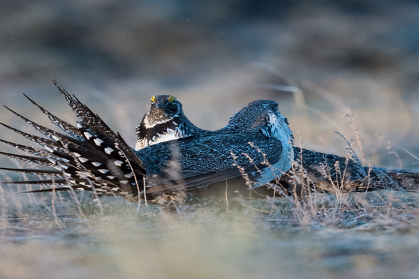 Two Sage Grouse in a field