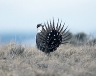 Sage Grouse
