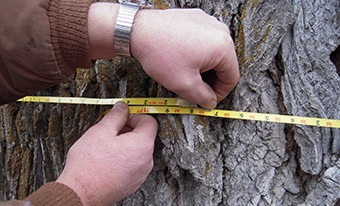 Hands measuring a tree with a tape measurer