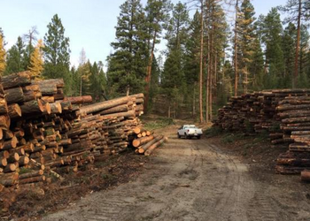 stacks of logs in a timber yard with a truck driving on a road through the middle of the timber yard.