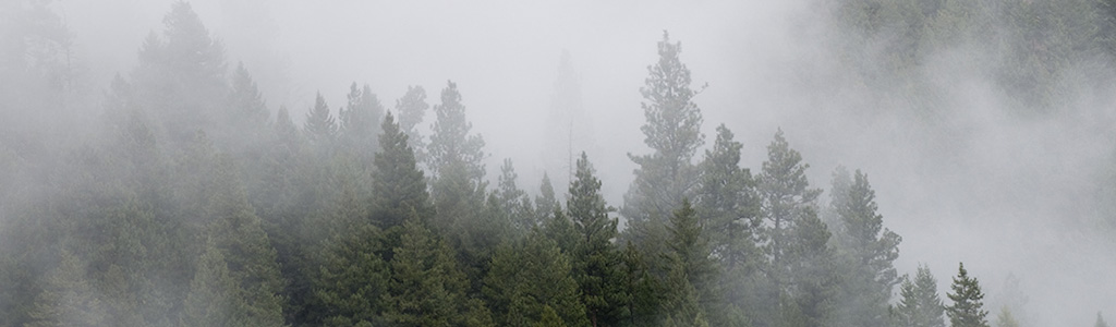 Fog in trees banner