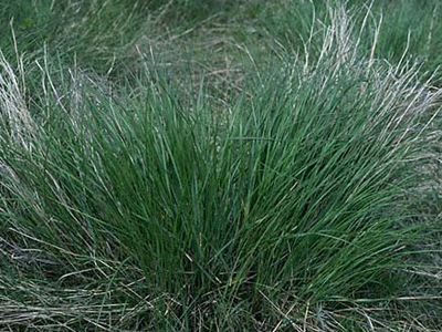 Bluebunch Wheatgrass "Goldar"