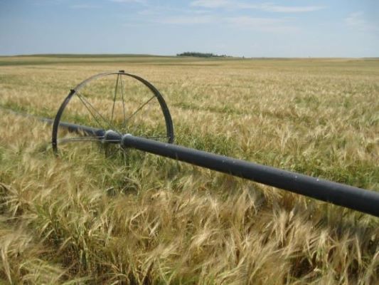 Grain Field with Irrigation Wheel