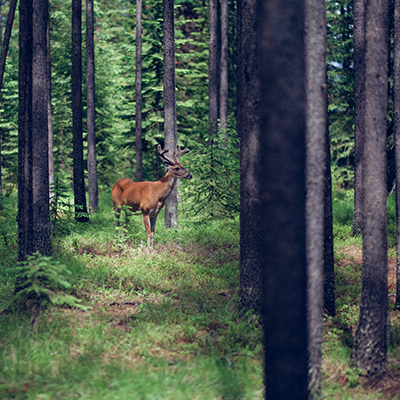A deer standing in the forest