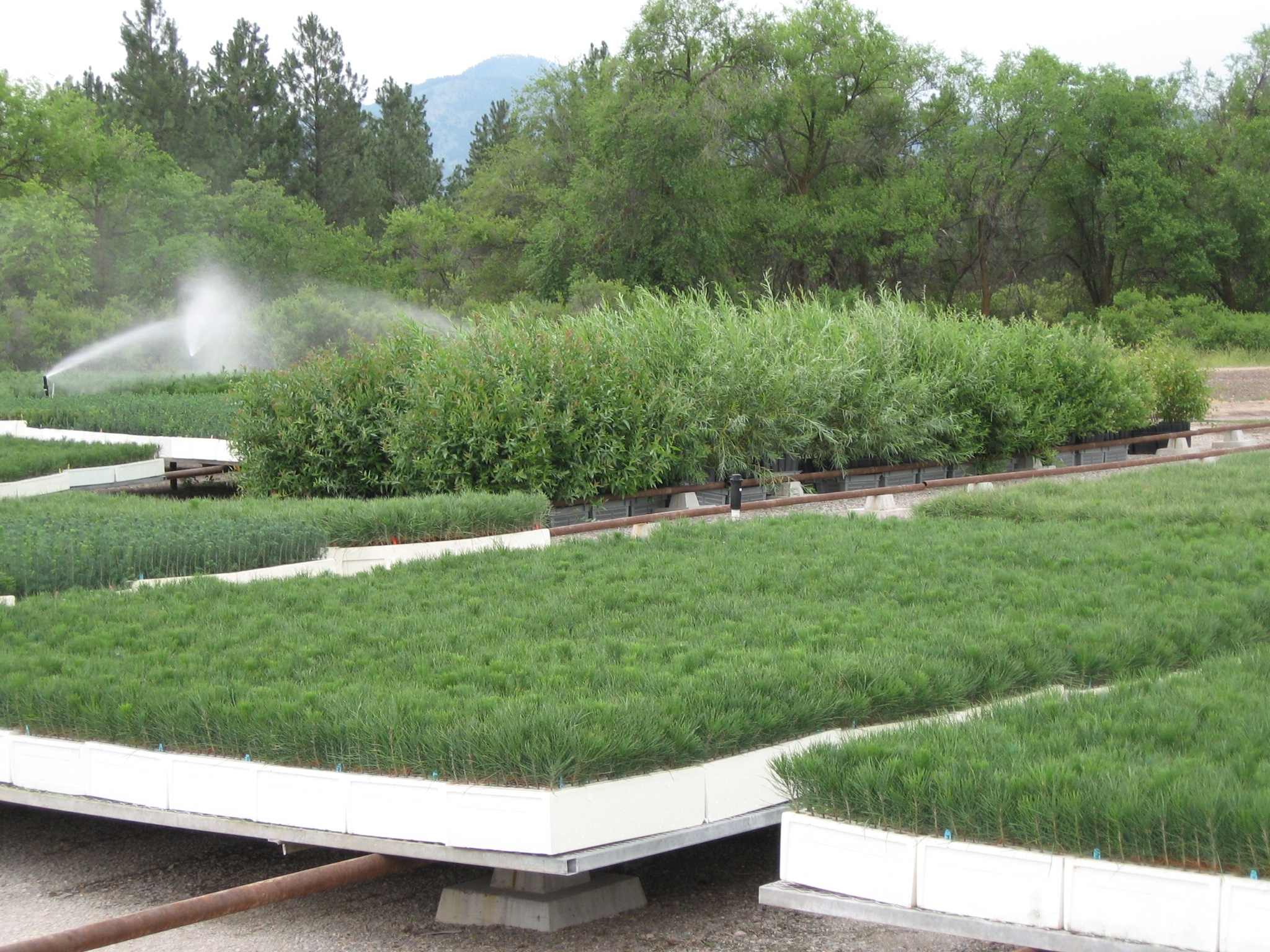 The Conservation Seedling Nursery