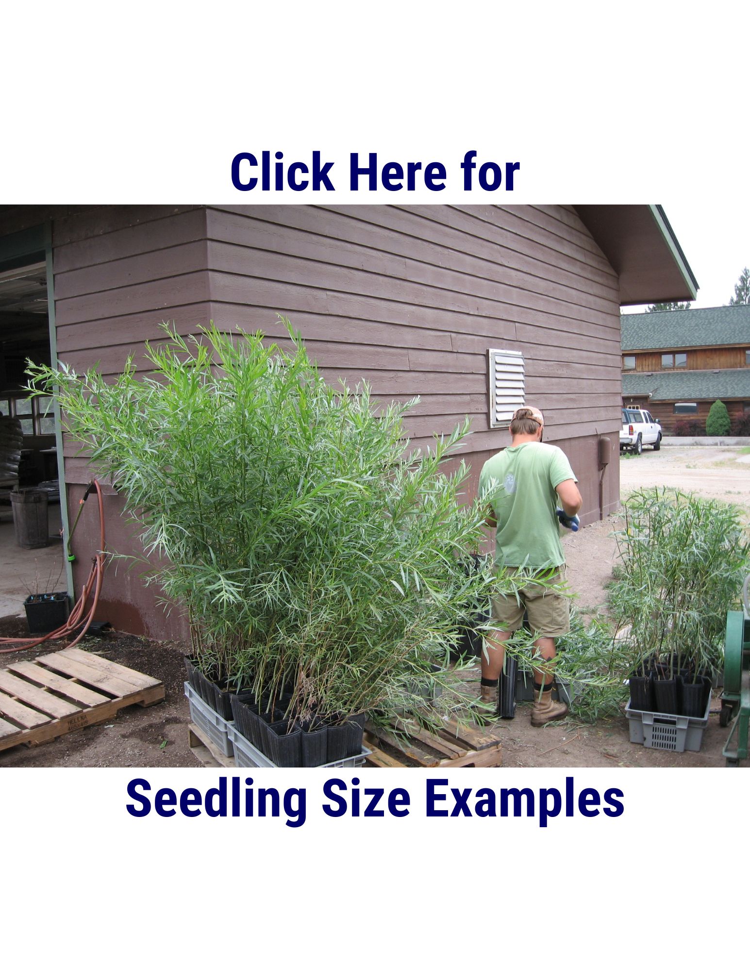 seedlingsizes