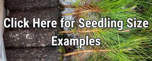 seedling-sizes.jpg