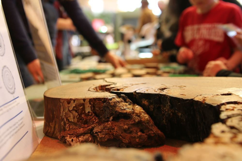 Forestry crafts at a D N R C event