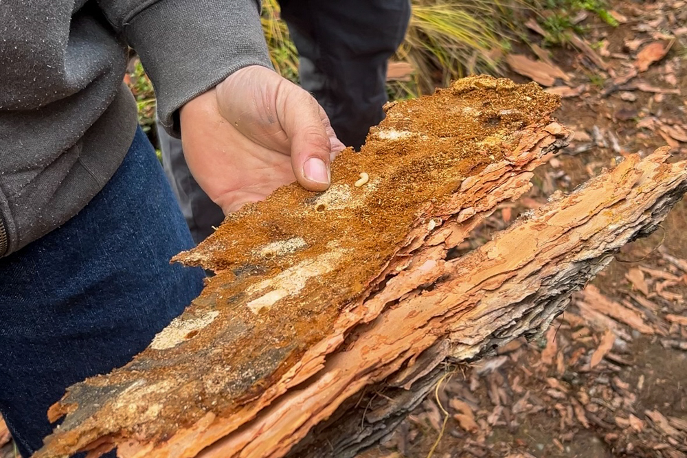 Forester holds piece of bark with insect damage