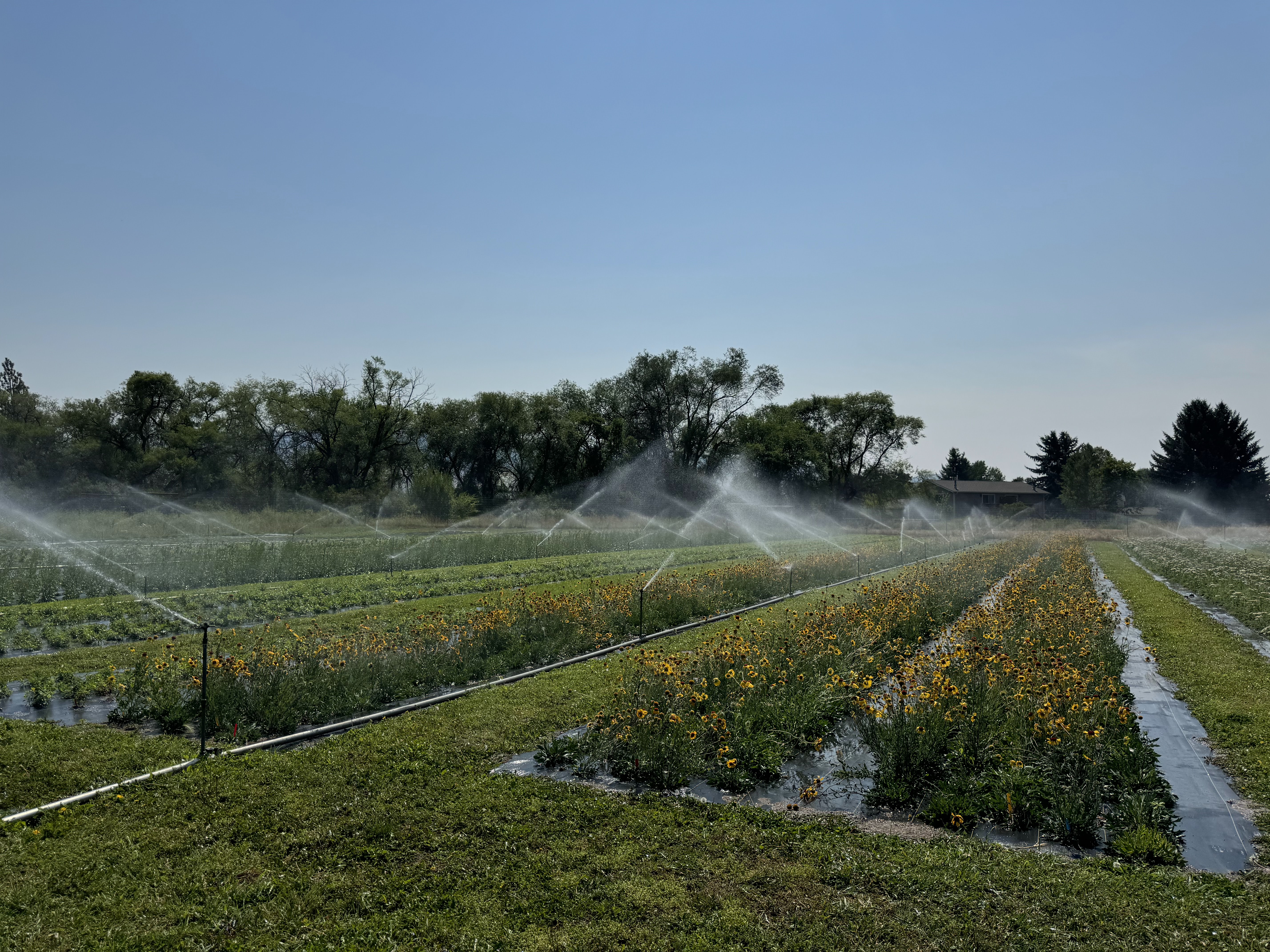 Field 1 being irrigated
