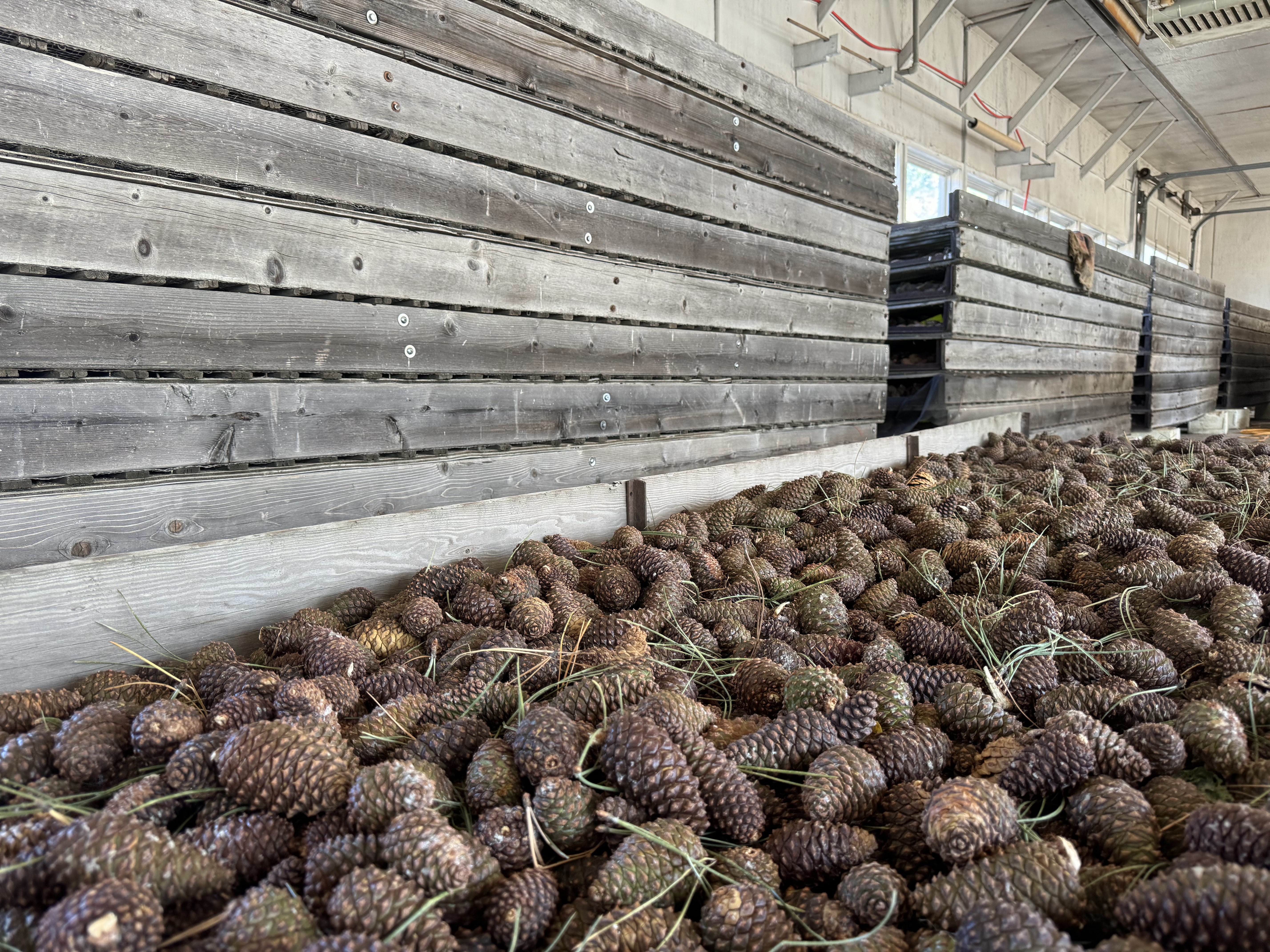 Ponderosa pine cones on racks drying 